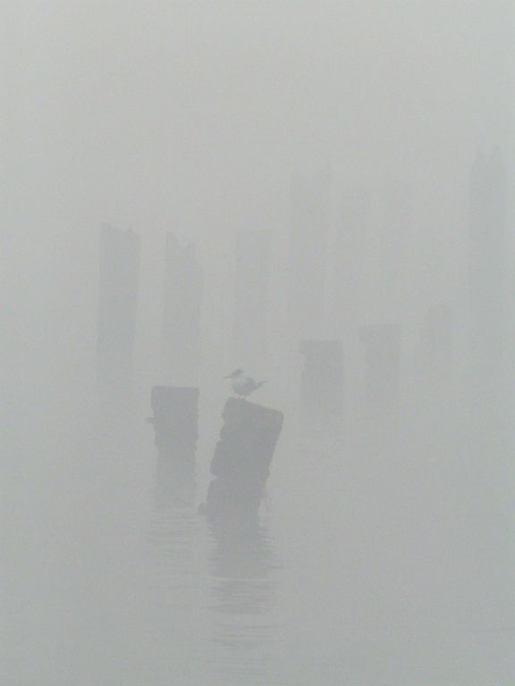 Crested tern Thalasseus bergii sitting out the fog on an old jetty in Bridport Tasmania, Australia